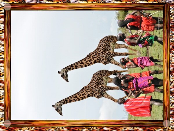 TheoClassic Art Endangered Species Giiraffe08P.JP Print